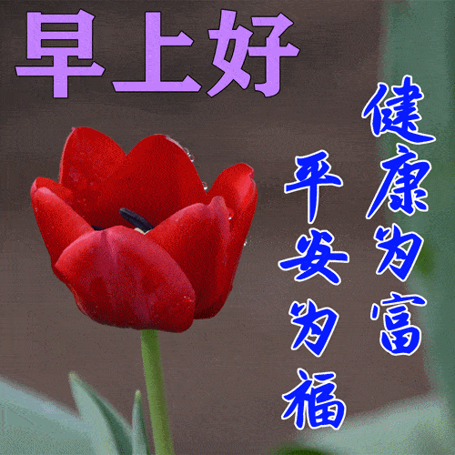 11月11日早上好动态表情图片大全早晨好动图美图大全