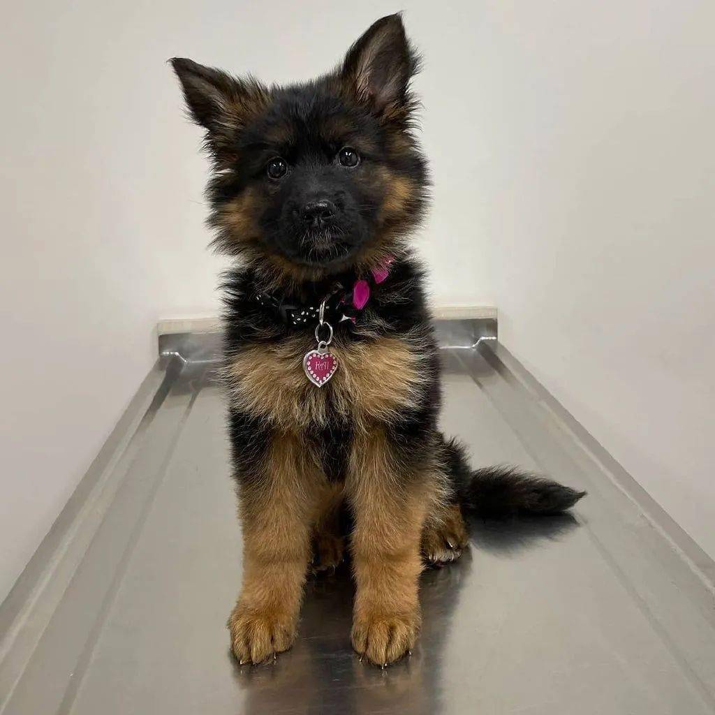 方在偶遇一只超有礼貌的狗狗...百万网友心动:这就是一见钟情吧!