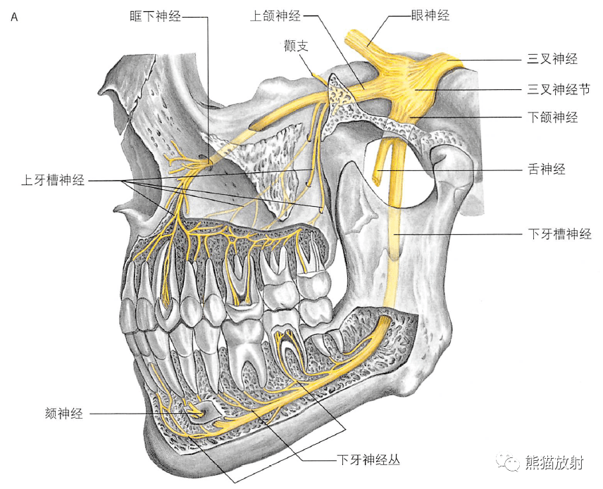 上颌神经与下颌神经翼管神经与翼腭神经节↓ 内容节选自:《格氏解剖学