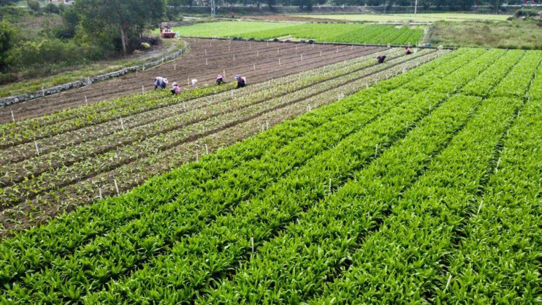 航拍来宾大型蔬菜种植基地!你们那里也有"菜比肉贵"的现象咩?