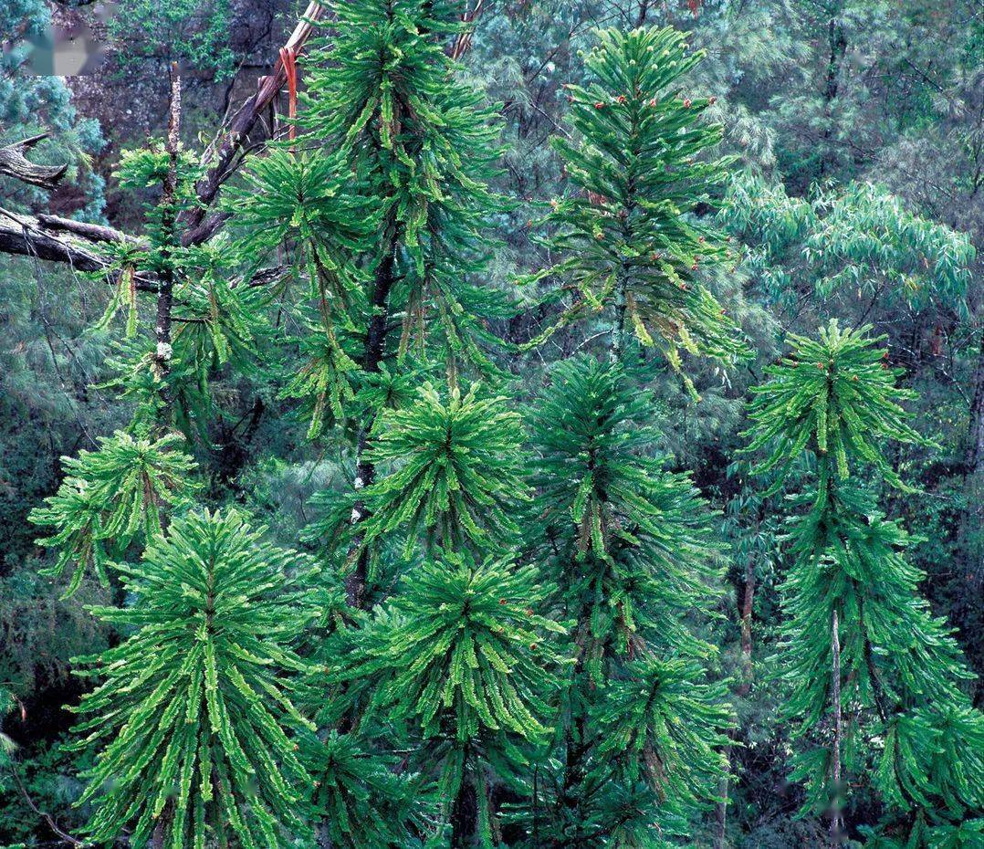澳大利亞新國(guó)寶！被科學(xué)界認(rèn)為是20世紀(jì)最主要的植物學(xué)發(fā)現(xiàn)