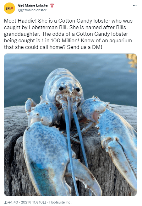 1亿分之一罕见蓝粉色棉花糖龙虾渔夫用孙女名字将其命名哈迪