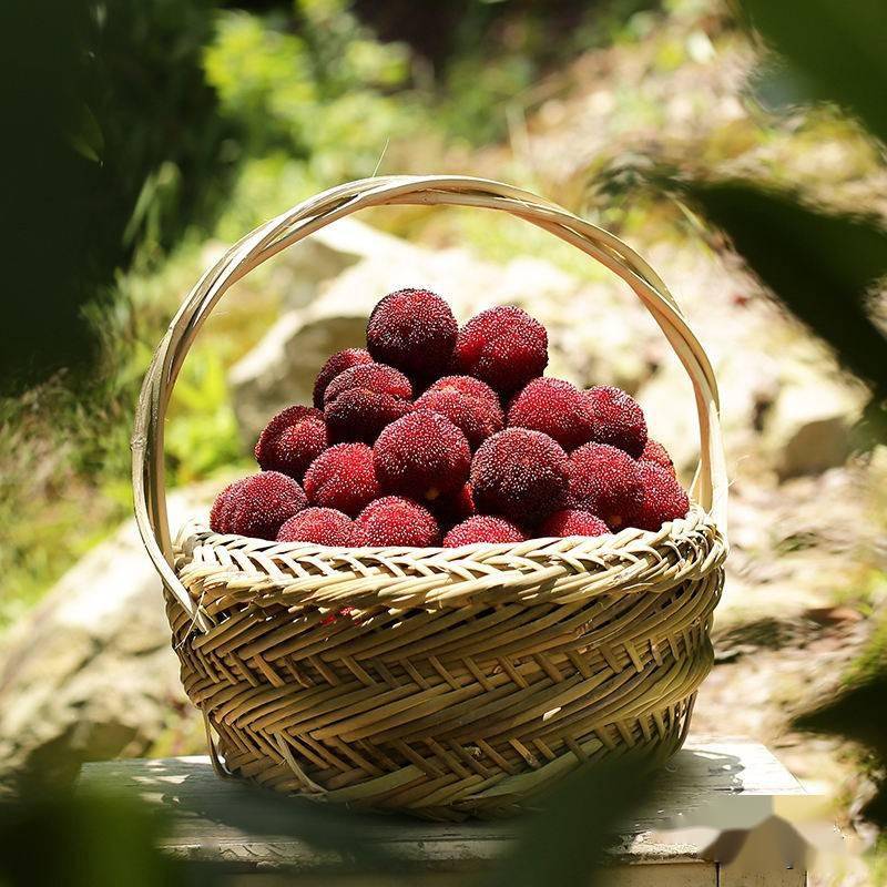 绿色食品文成杨梅生产技术规程_修剪