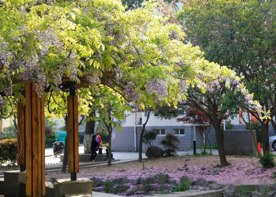 沭阳县衙院内的紫藤树清代大诗人袁枚亲手栽植走进紫藤花园新河镇周圈