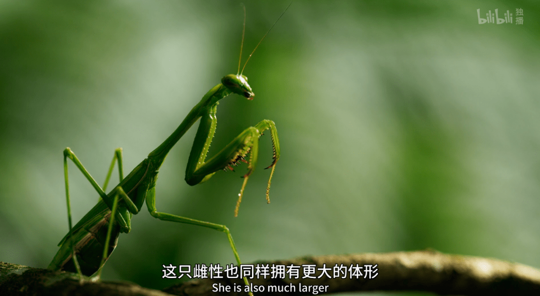 海马|这尺度不付费真能看？