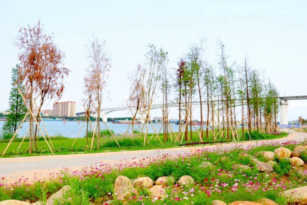 该碧道北接西江外滩湿地公园,由外海大桥延伸至石咀水闸,将西江外海段