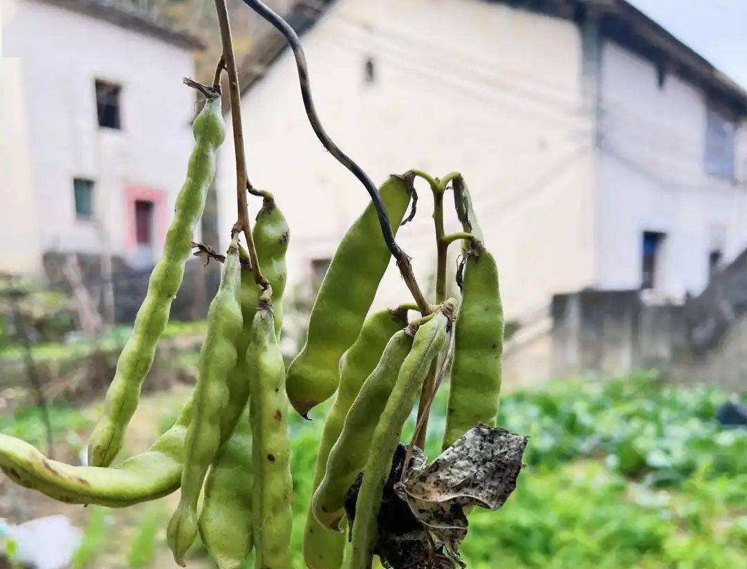 "豌豆"?有毒?杭州一夫妇吃了仅半小时,紧急送医.