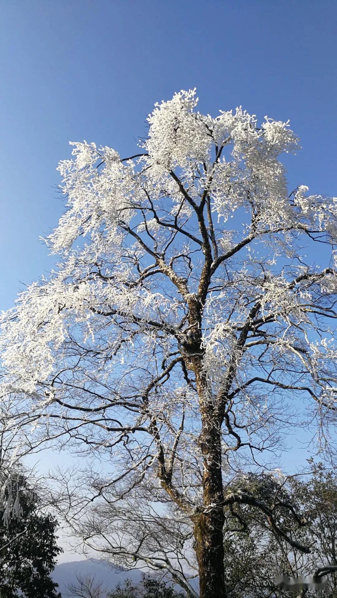 雷公山雪景图片图片