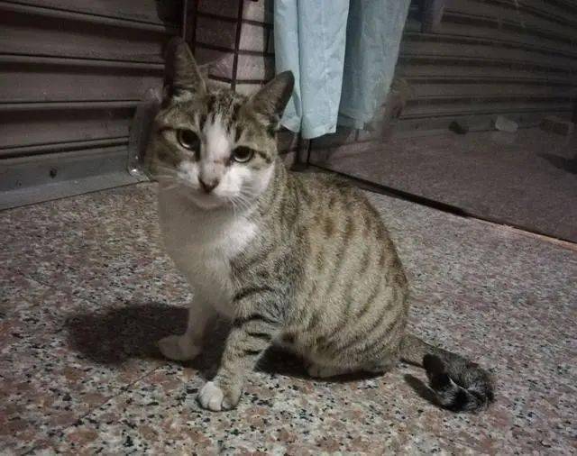 猫咪猫妈讨食被关了起来，结果3只小猫组队上门：快放了我妈妈！
