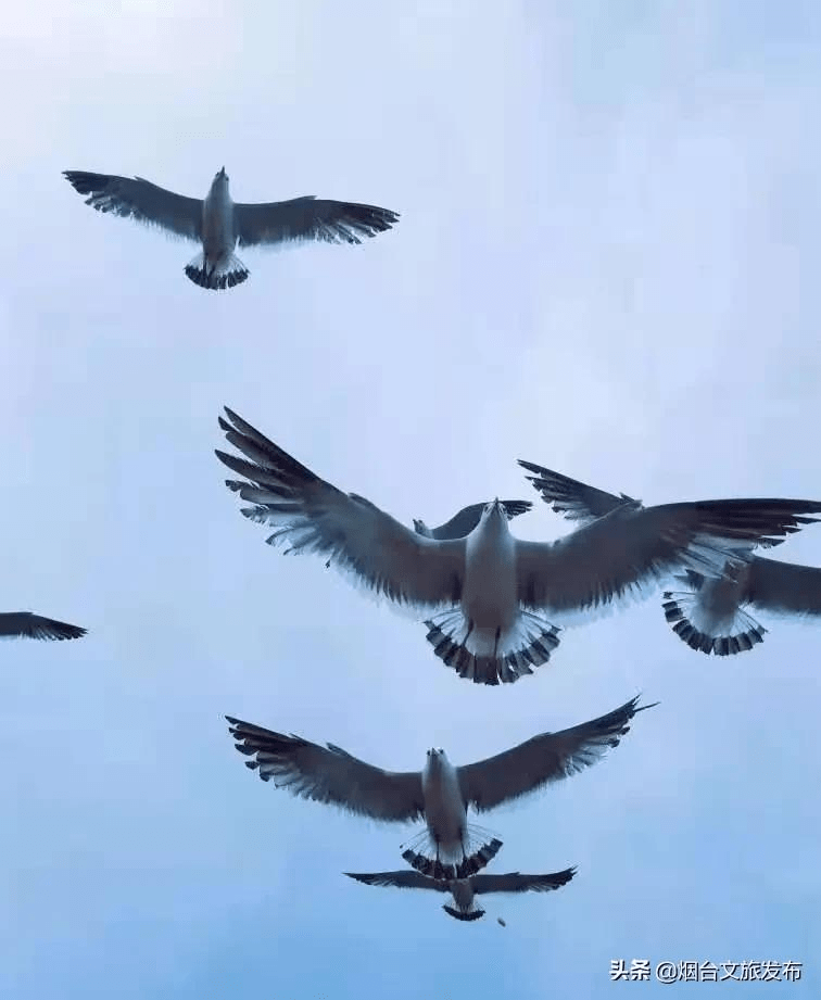 海鸥|葫芦里供的是八仙景，葫芦外追的是八仙境