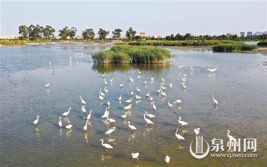 张九强|泉州：河口湿地 白鹭天堂