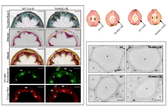 梨石细胞结构图片