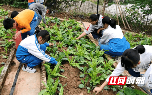 年级|长沙自安小学：依托场所 加强“软件”建设 写好劳动教育文章