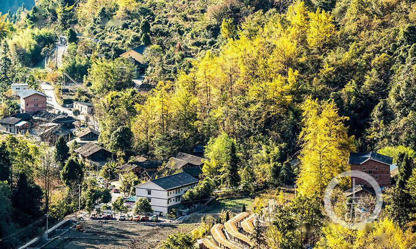 重庆南川:古村美景引客来_银杏村