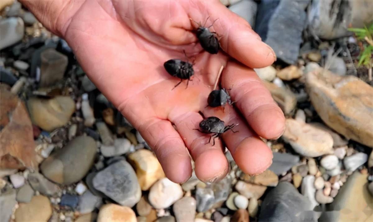 臭虫变香虫以前见到躲如今收购一斤260元很多人去捉