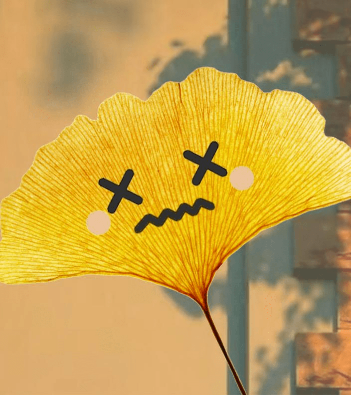 一年一度的信息科大落叶表情包又更新啦