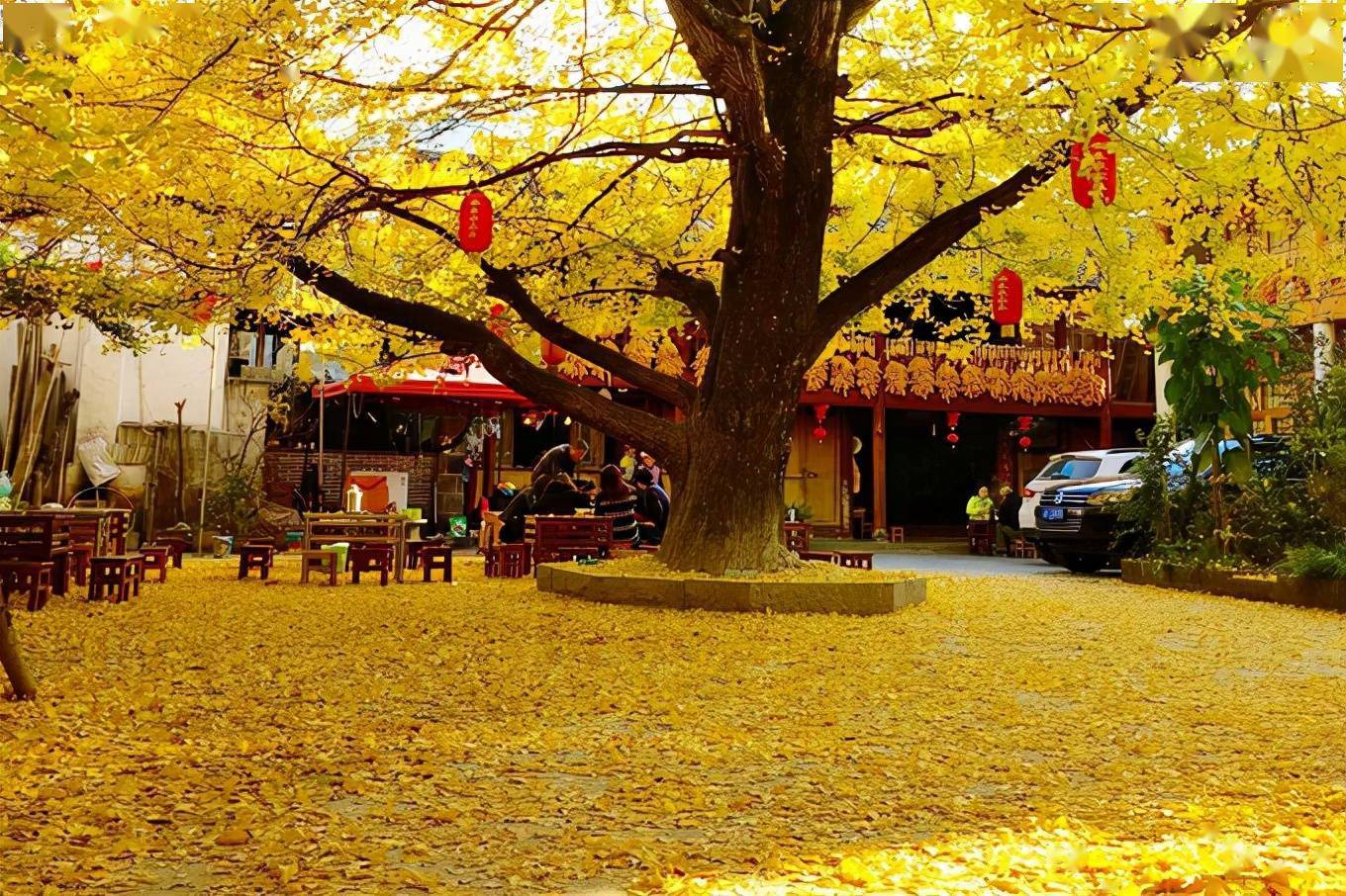 秋季最不可辜负的银杏美景,腾冲银杏村,藏着云南最美的秋天