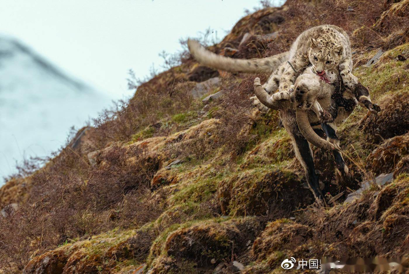 2021中国野生生物影像年赛摄影作品揭晓：感受生命力量