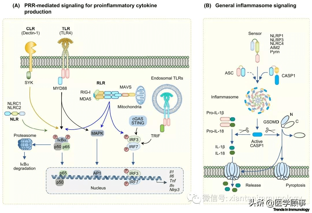 三类细胞因子风暴的差异
