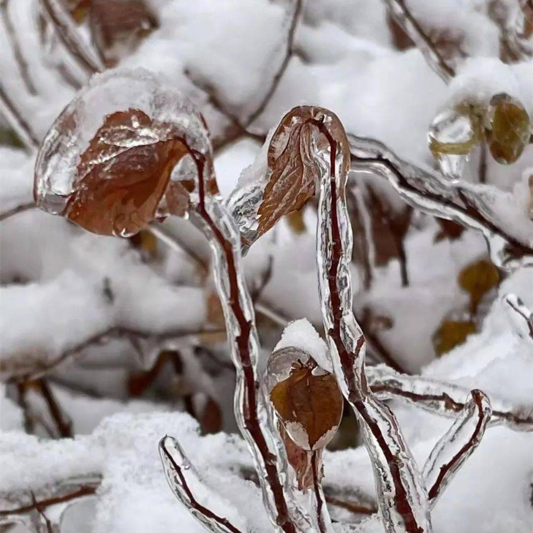《百年冰霜》四年七班 刘佳龙19.《虎尾春冰》四年七班 孙德澔20.