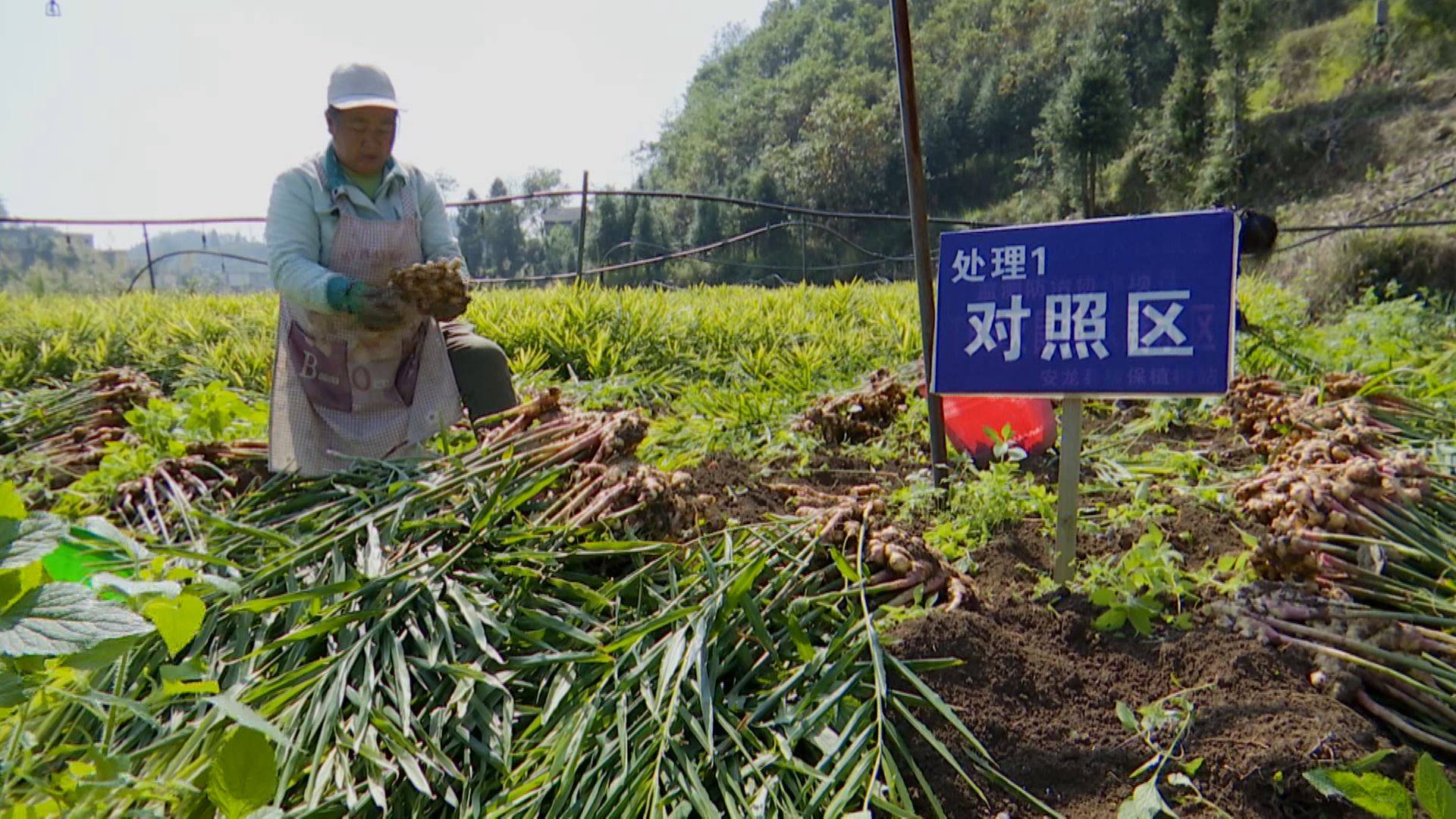 經測產,灑雨鎮生薑有機肥代替化肥示範田平均畝產達8050.