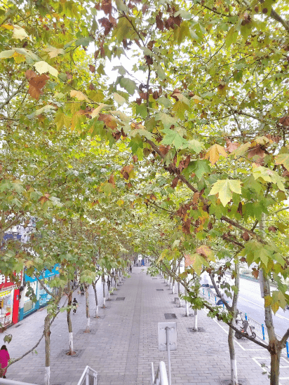 梧桐添新色最是初冬好时节