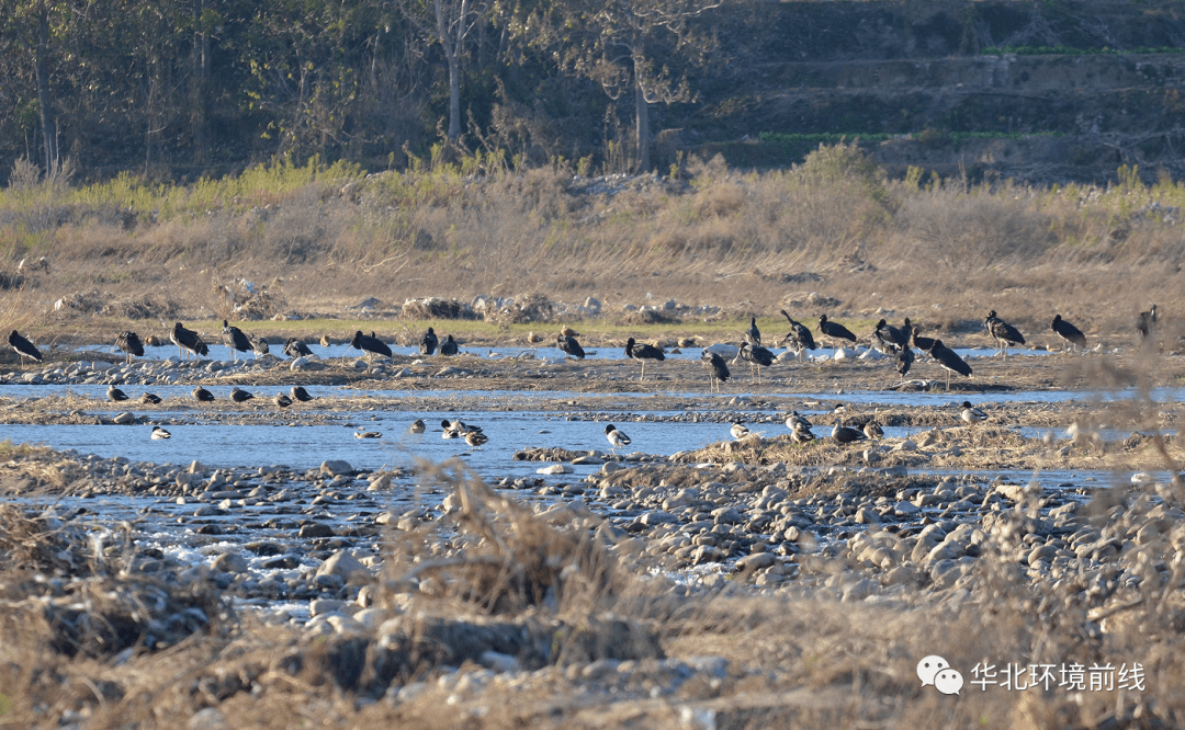 鳥的天堂:井陘冶河溼地翱翔的一級保護動物