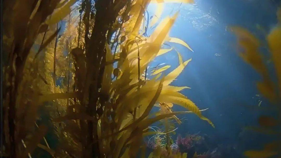 莱雅|理智的成分党都在用什么眼霜抗初老？