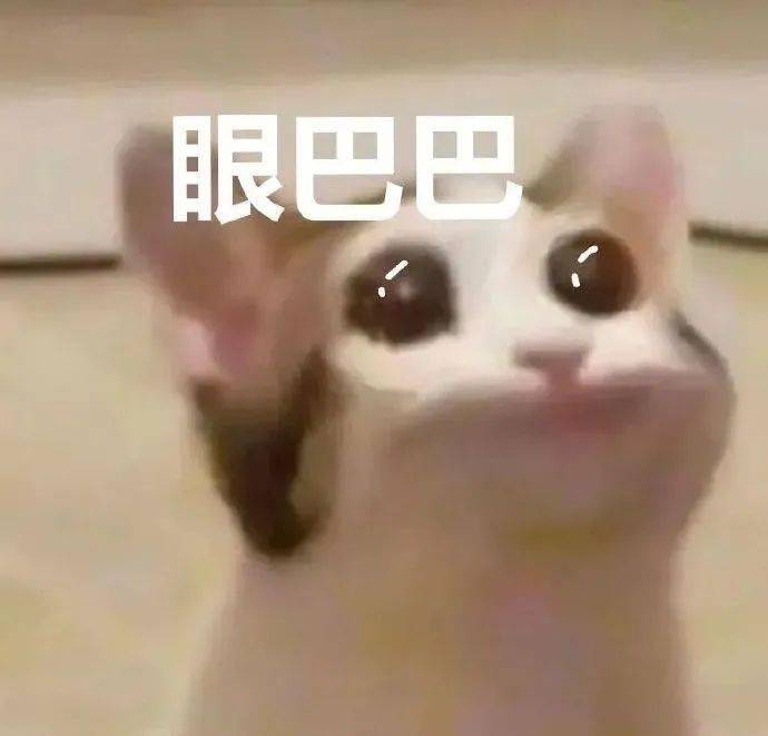 猫猫狗狗表情包