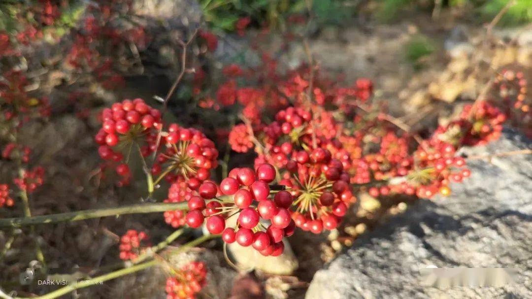 揭西山上现在有很多马甲子成熟了小的时候你摘过吗