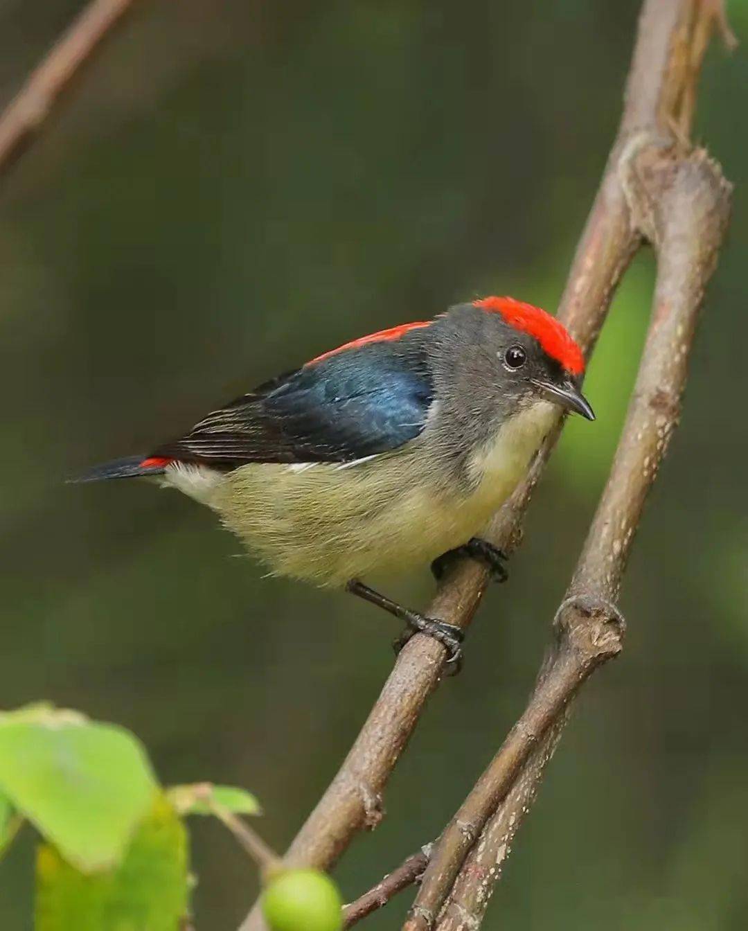 朱背啄花鸟,红背红心肝