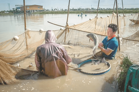 5G养脆肉鲩 产能提升两成