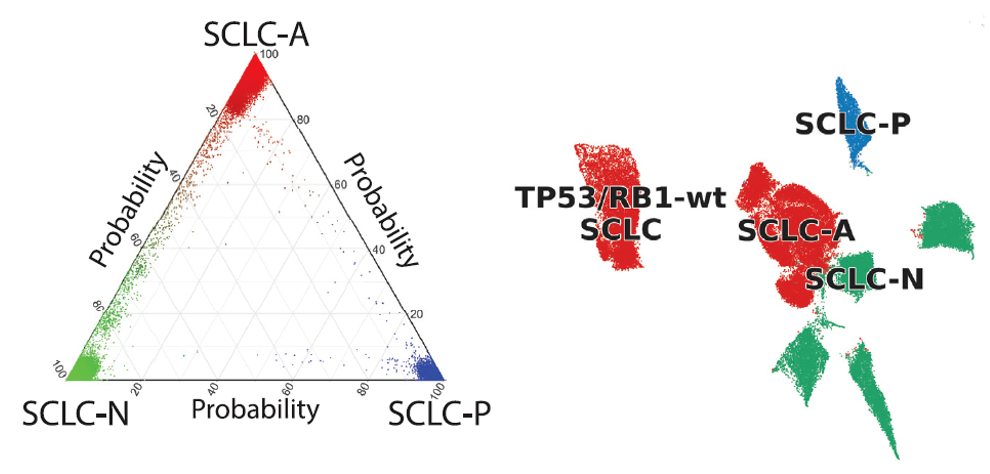 细胞|《细胞》子刊：“小恶魔”大起底！小细胞肺癌究竟为何如此凶残？
