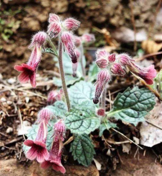 路边一种 野花 比茉莉还好看 种到花盆中 邻居看到都羡慕 地黄