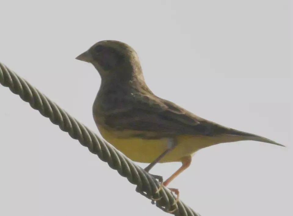 海盐网友拍摄到国家一级保护鸟类黄胸鹀!