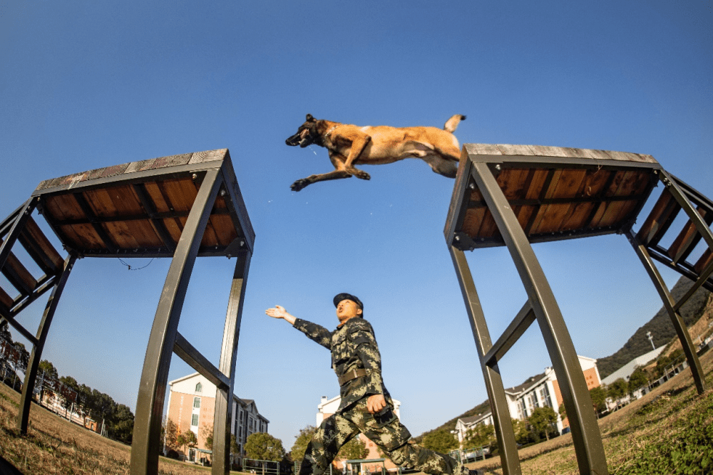 肌肉犬服从训练图片