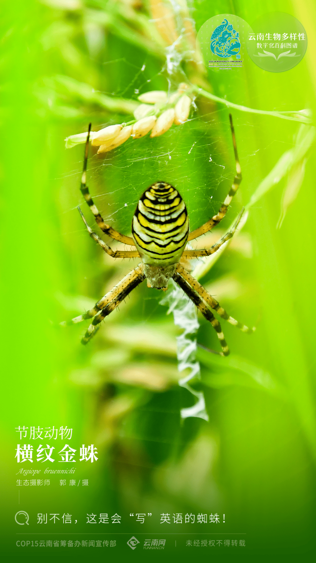 云南生物多样性数字化百科图谱节肢动物横纹金蛛别不信这是会写英语的