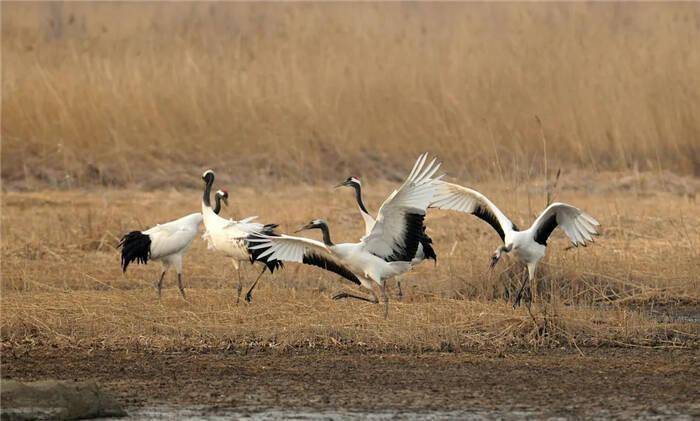 芦苇茫茫,候鸟齐飞,走进鸟岛和柳林木栈道,这里有你要找的诗与远方.