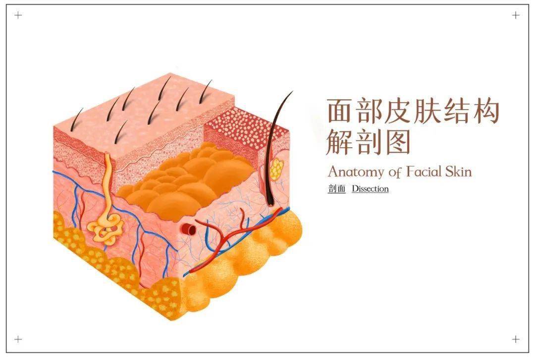 皮肤生理学图片怎么画图片