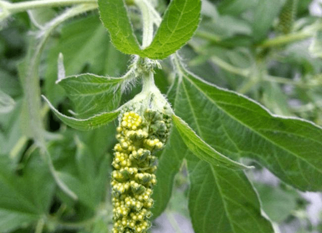 緊急提醒:發現這種黃花,立即上報!河南多地已出現!