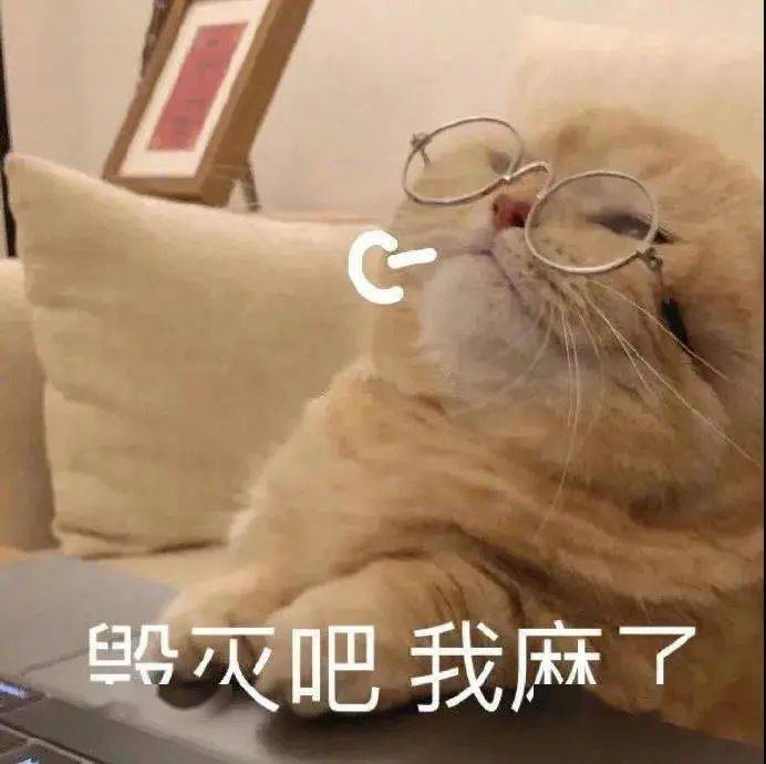 毁灭吧猫咪表情包图片