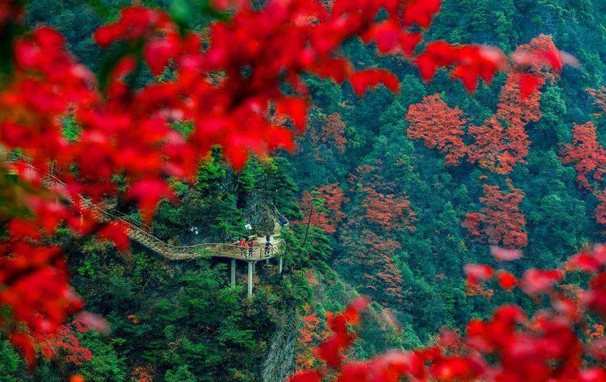 气势|四川宣汉：深秋大峡谷 漫山红叶醉游人