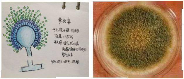 【微生物】食品霉变是怎么回事?怎么检测?_菌落