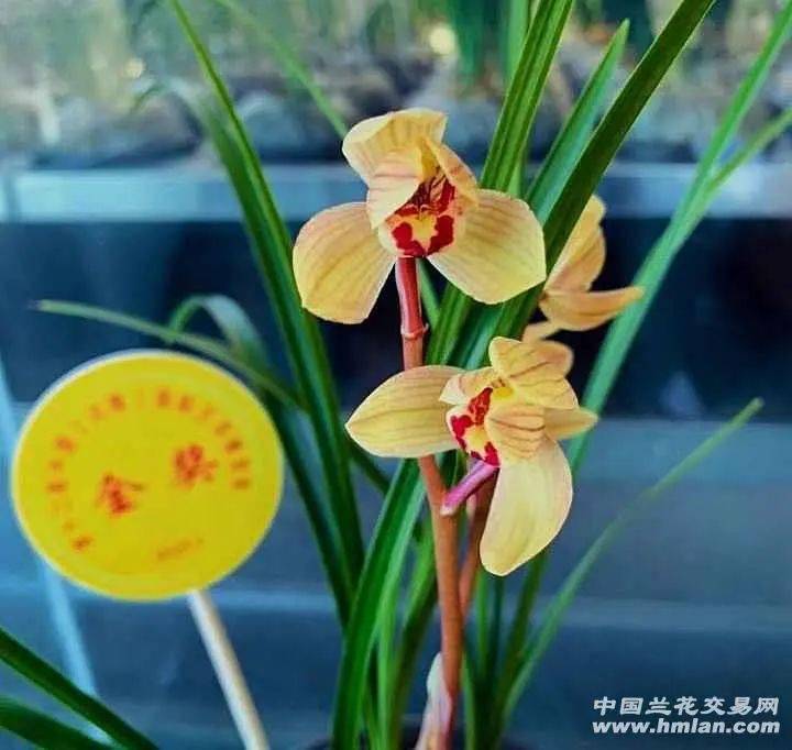 莲瓣铭品鉴赏篇八永昌金荷