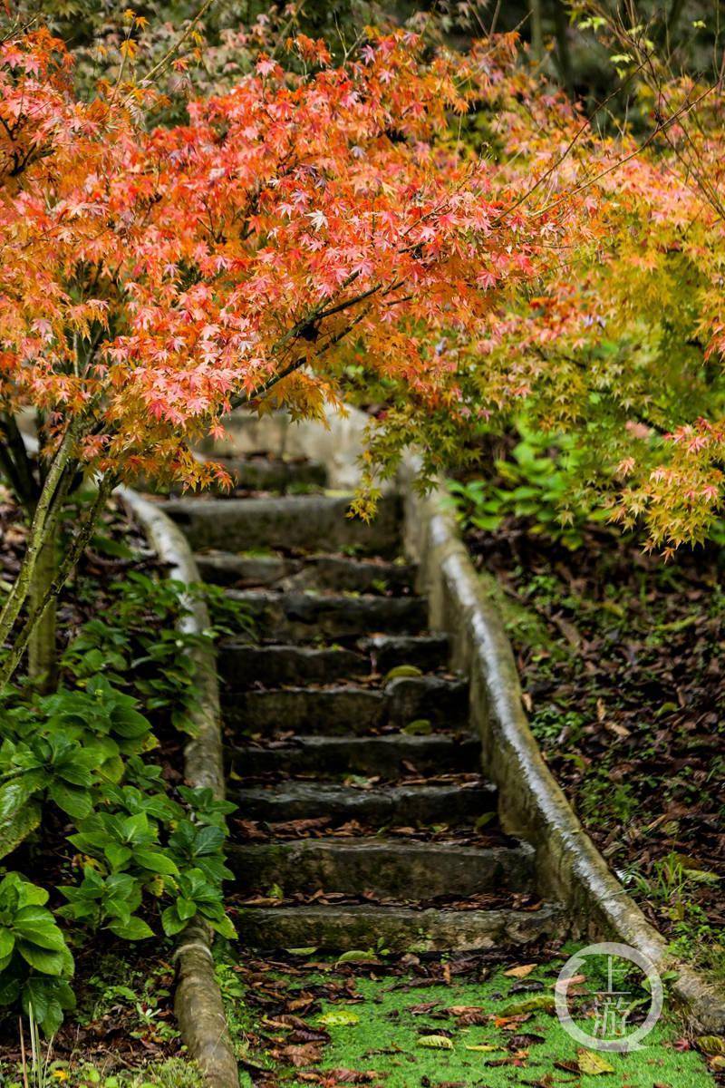 把色彩還給冬天天坪山邀你來賞菊