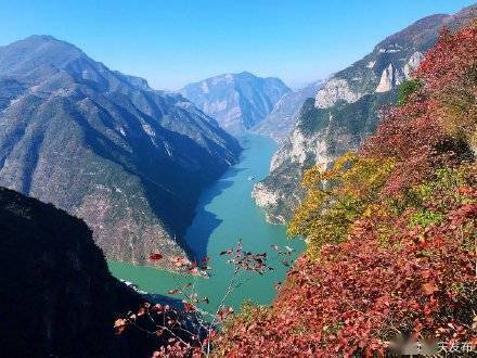 满山红|来看看重庆巫山三峡红叶正红时