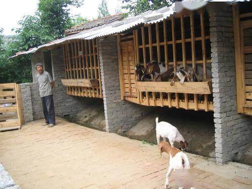 羊也要住楼这种羊舍干燥通风非常适合地势低的地方建来养羊