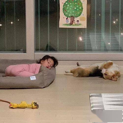 主人主人下楼买个东西，吩咐柯基照顾好宝宝，回来之后笑惨了...