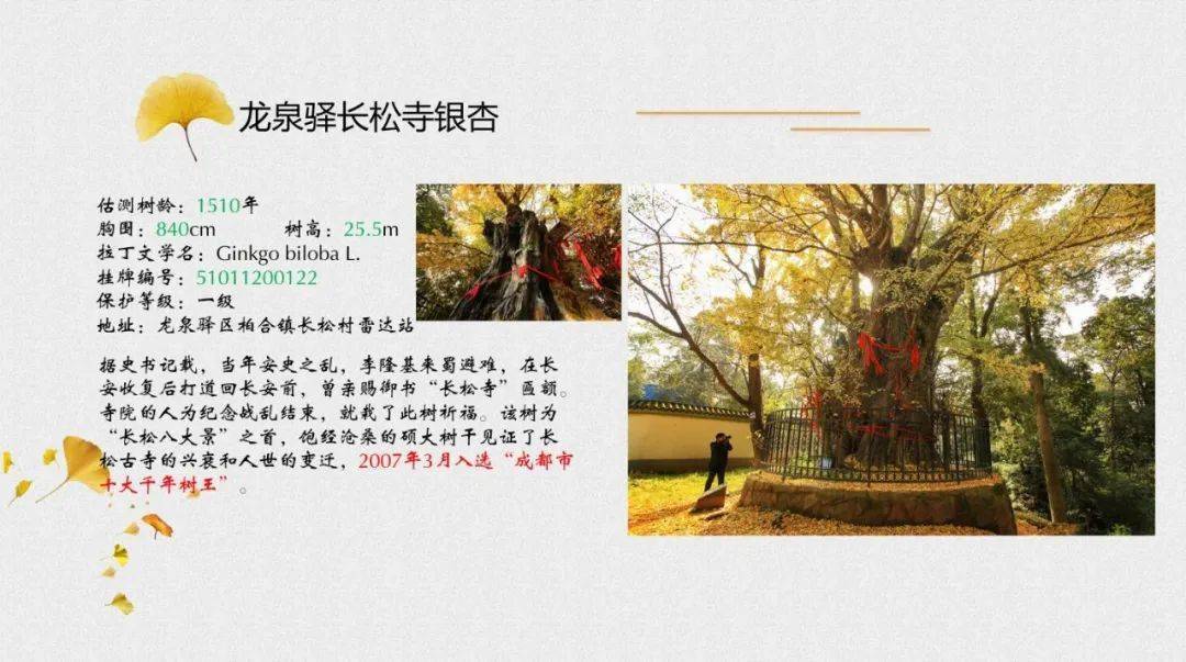 树王|公园城市观花指数来啦！腊梅、芙蓉、还有1900年“树王”......