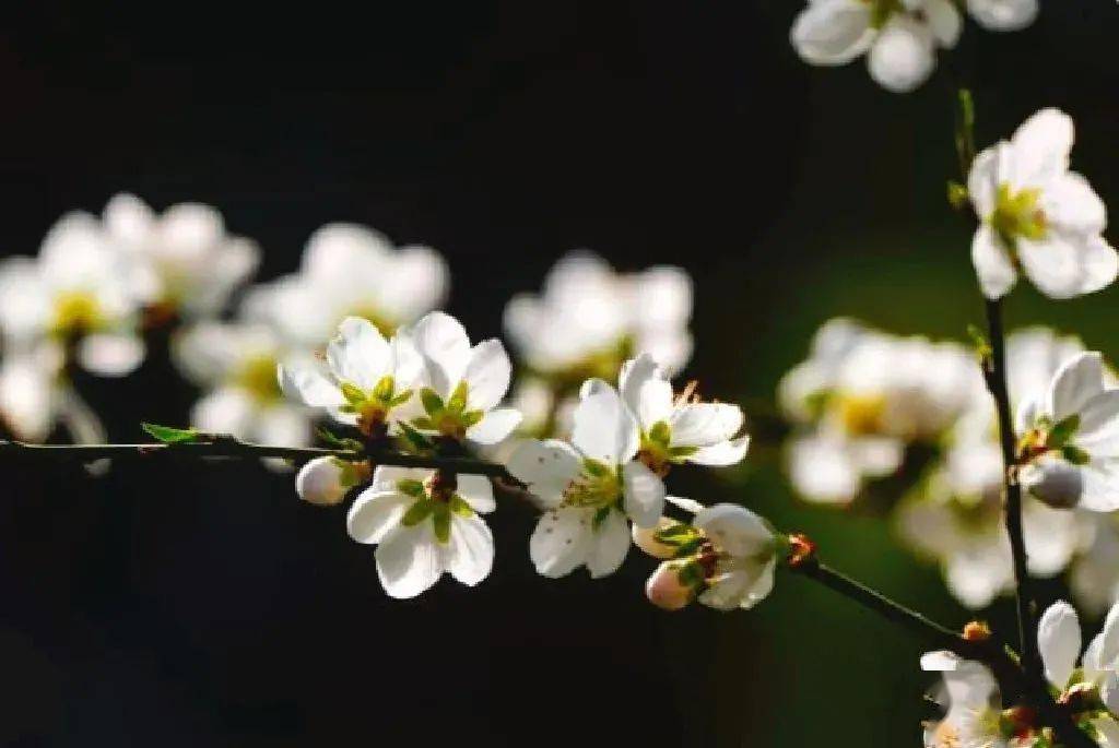 左右滑動查看更多北島曾經在《波蘭來客》這樣寫道:那時我們有夢,關於